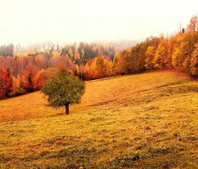 Картинки красивые осенним лесом (69 фото) » Картинки и статусы про  окружающий мир вокруг