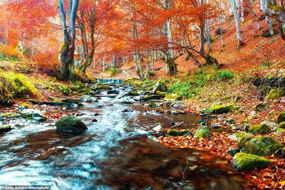 Осень в лесу картинки для детей - 70 фото