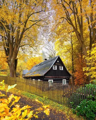 Красивая осень любви девушки, пошел в лес осенью и улыбки Стоковое Фото -  изображение насчитывающей красивейшее, сад: 152040266