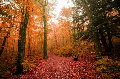 Красивые фото осеннего леса фото