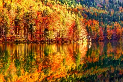 Осенний лес: природный ландшафт Красивые желтые деревья в живописном лесу  под солнечным светом Стоковое Изображение - изображение насчитывающей валы,  путь: 160050049