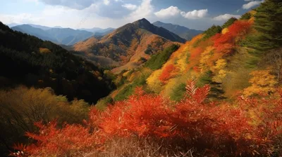 Самые красивые осенние леса России | НПФ Открытие | Дзен