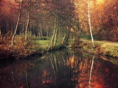 Осенний Лес Красивые Сельские Пейзажи — стоковые фотографии и другие  картинки Осень - Осень, Ландшафт, Фоновые изображения - iStock