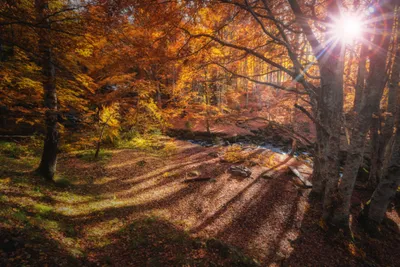 Осенний лес 🍂🍁🍂 #nature... - Красивые места по всему миру | Facebook