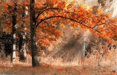 Осенний лес и яркое солнце - Природа - Обои на рабочий стол - Галерейка