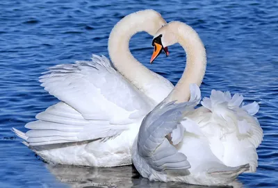 захватывающая и красивая пара лебедей влюбилась. Стоковое Изображение -  изображение насчитывающей красивейшее, глаза: 218406023