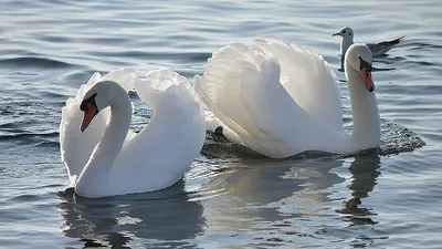 Красивые картинки влюбленных Лебедей и Голубей парами