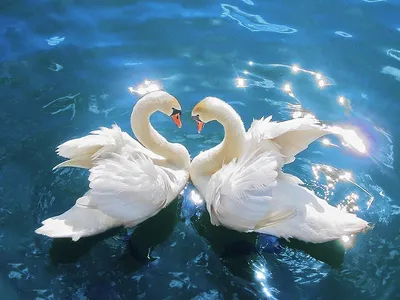 Пары лебедей в влюбленности Стоковое Фото - изображение насчитывающей  весна, бело: 114630630