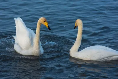 Пара лебедей весной, красивые водоплавающие птицы две птицы лебедь на озере  весной, озеро или река с лебедями | Премиум Фото