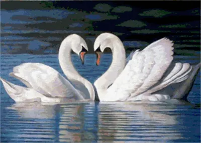 Пара красивых белых лебедей Стоковое Фото - изображение насчитывающей  черный, мирно: 159782262