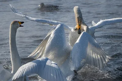 Две пары лебедей встречают туристов на набережной в Невельске - Новости  Сахалинской области – Фотогалерея, фото 1 - ASTV.ru