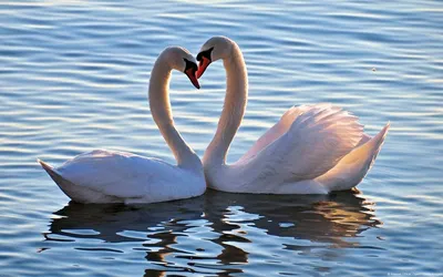 Красивые картинки влюбленных Лебедей и Голубей парами