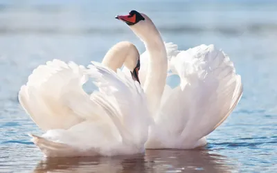 В пруду парка плавают красивые лебеди. портрет пары лебедей, черно-белый. |  Премиум Фото