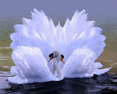 захватывающая и красивая пара лебедей влюбляется и отдыхает в воде .  Стоковое Изображение - изображение насчитывающей ослабьте, перо: 218406037