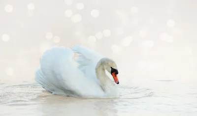 Белый лебедь на пруду Красивая птица Красивая природа | МИР ВОКРУГ МЕНЯ Н.  А. | Дзен