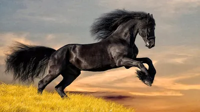 Beautiful Horse Breeds | Kyiv