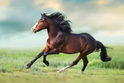 10 Самых Дорогих Лошадей в мире - YouTube