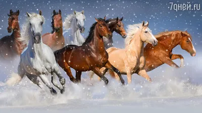 Чистокровная лошадь Стоковые фотографии, картинки, все без лицензионных  отчислений - Envato Elements