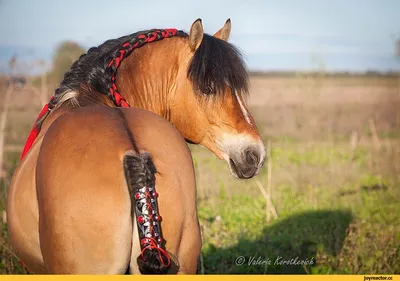 Сколько стоит содержать лошадь: как спасти коня с бойни, как лечить  животное, расходы на жилье, корм и амуницию