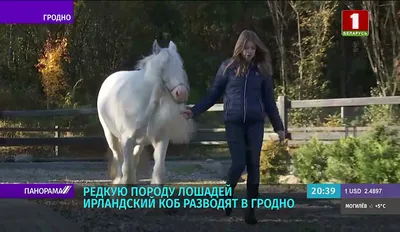 Фотосессия с лошадьми - Конный клуб «Сивка»