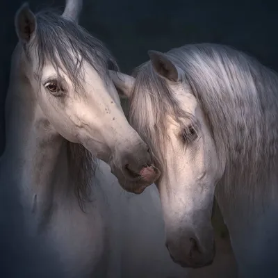 Любовь лошади
