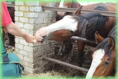 Маникюр\" лошади нужно делать раз в два месяца\". В белорусской глубинке  спасают национальные породы лошадей | СмартПресс: Среда обитания