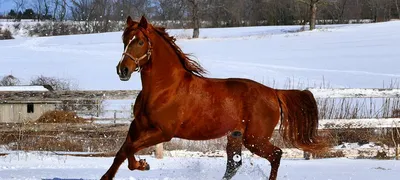 Красивые, грациозные, выносливые, добрые, породистые лошади | Путешествия и  не только | Дзен