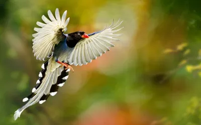 Яркие птицы в полете (55 фото) - красивые фото и картинки pofoto.club