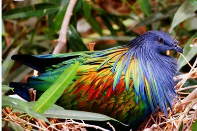Райские и другие самые красивые птицы нашей планеты (Часть 2) | Интересуюсь  | Дзен