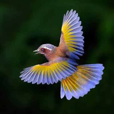Яркие птицы в полете - картинки и фото poknok.art