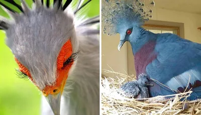 Самые красивые птицы в мире. [ТОП-7] | Пикабу