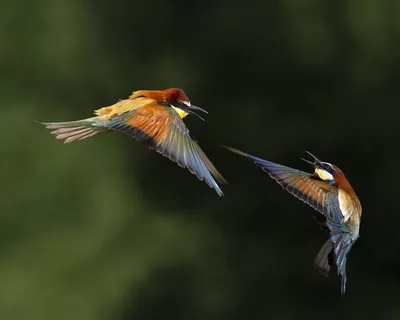 Захватывающие фотографии птиц в полете | ЗооБлог