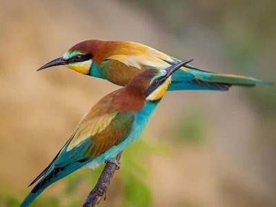 Птицы в полете - красивые фото