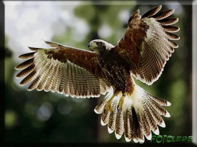 Красивый полет чайка стоковое фото. изображение насчитывающей птиц -  156768180
