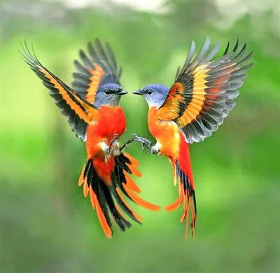 Летающие птицы - 69 фото