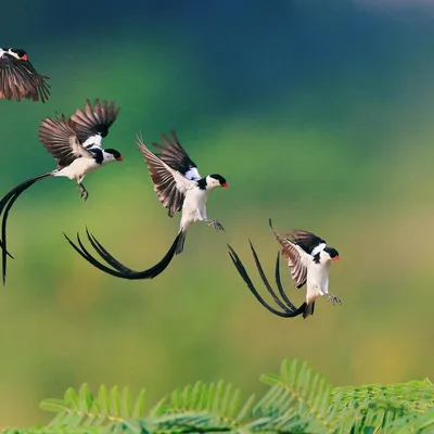Красивые птицы в природе | Премиум Фото