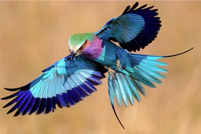40 прекрасных фотографий птиц (40 фото) » Невседома