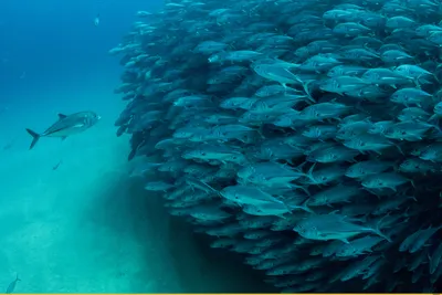 Рыба с черными полосками. Большие красивые рыбы под водой.. Животные в  аквариуме. Большие сельдяных хвост и масштабы. В её естеств Стоковое Фото -  изображение насчитывающей кабель, естественно: 186881146