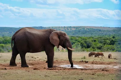 Красивые фото слонов в природе | В МИРЕ ЖИВОТНЫХ | Дзен