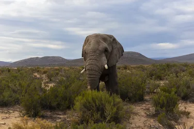 Красивый слон» — создано в Шедевруме