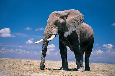 Азиатские слоны имеют красивые бивни, прикованный, есть еду в лагерях слона  Стоковое Фото - изображение насчитывающей напольно, мужчина: 153307468