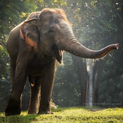 Красивый слон лежит. стоковое изображение. изображение насчитывающей  прогулки - 189070219