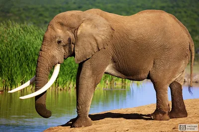 Фотообои \"Красивый слон на берегу реки\" - Арт. 180287 | Купить в  интернет-магазине Уютная стена
