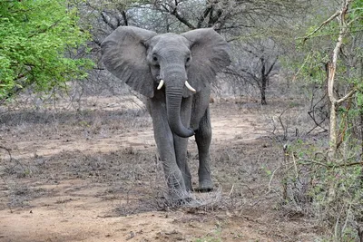 Довольный слон - 65 фото