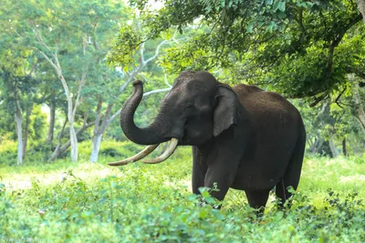 Эфир, слон альбинос, красивая добрая…» — создано в Шедевруме