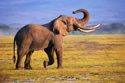 Красивый уникально изолированный слон на ресервировании консервации слонов  в Бали Индонезии Стоковое Фото - изображение насчитывающей трудно,  насладитесь: 120566852