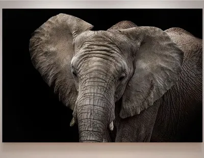 Красивые фото слонов в природе | В МИРЕ ЖИВОТНЫХ | Дзен