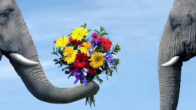 картинки : Слоны и мамонты, Дикая природа, Земное животное, Индийский слон,  Фауна, естественный запас, Африканский слон, Клык, трава, Национальный  парк, лес, организм, сафари, Джунгли, дерево, растение, Морда 5472x3648 - -  1537569 - красивые картинки ...
