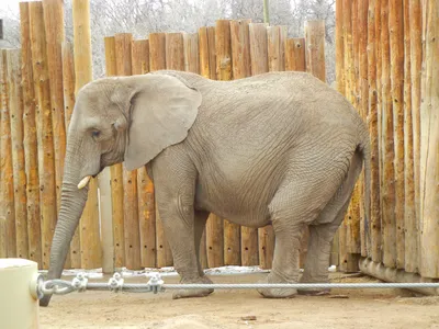 12 августа – Всемирный День слонов - Антикварная галерея Раритет