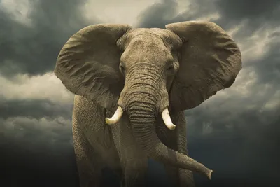 Индийский слон, река, брызги, 4k, …» — создано в Шедевруме